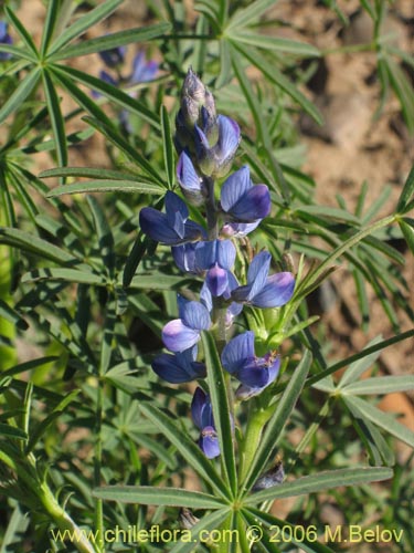 Image of Lupinus angustifolius (Lupina amargo / Lupino azul). Click to enlarge parts of image.