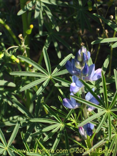 Bild von Lupinus angustifolius (Lupina amargo / Lupino azul). Klicken Sie, um den Ausschnitt zu vergrössern.