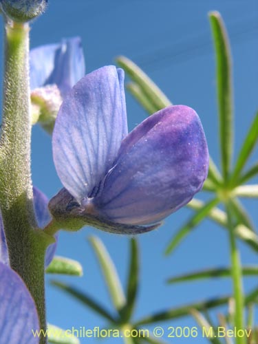 Bild von Lupinus angustifolius (Lupina amargo / Lupino azul). Klicken Sie, um den Ausschnitt zu vergrössern.