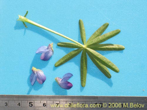 Lupinus angustifolius의 사진