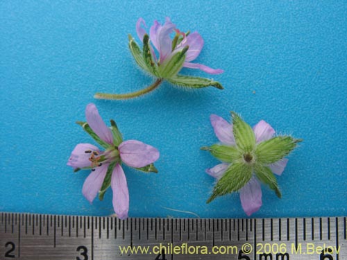 Imágen de Erodium moschatum (Alfilerillo). Haga un clic para aumentar parte de imágen.