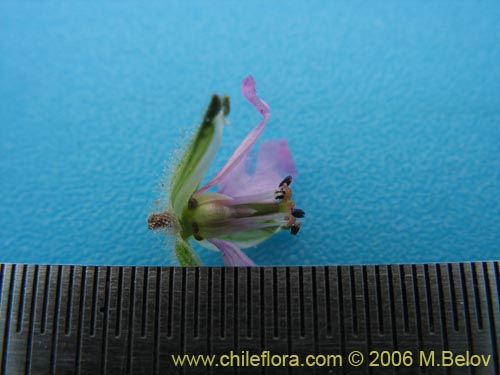 Imágen de Erodium moschatum (Alfilerillo). Haga un clic para aumentar parte de imágen.