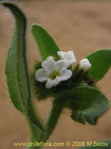 Boraginaceae sp. #2398의 사진