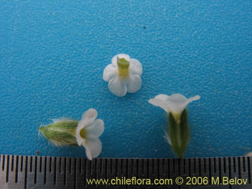 Imágen de Boraginaceae sp. #2398 (). Haga un clic para aumentar parte de imágen.