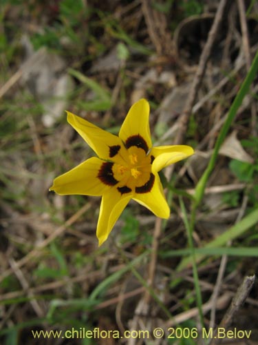 Bild von Sisyrinchium graminifolium (Huilmo amarillo / Ñuño). Klicken Sie, um den Ausschnitt zu vergrössern.