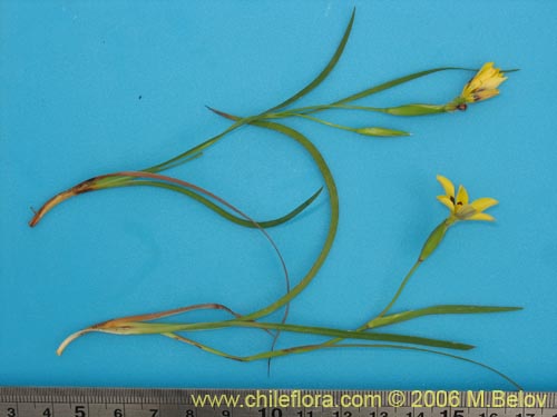 Image of Sisyrinchium graminifolium (Huilmo amarillo / Ñuño). Click to enlarge parts of image.