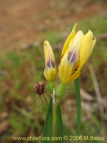 Image of Sisyrinchium graminifolium (Huilmo amarillo / Ñuño). Click to enlarge parts of image.