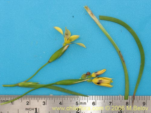 Imágen de Sisyrinchium graminifolium (Huilmo amarillo / Ñuño). Haga un clic para aumentar parte de imágen.