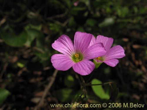 Фотография Oxalis rosea (Culle rosado / Culle colorado / Culli / Vinagrillo). Щелкните, чтобы увеличить вырез.