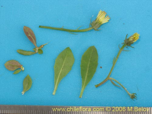 Asteraceae sp. #1104の写真