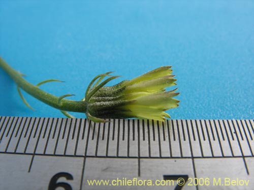 Asteraceae sp. #1104的照片