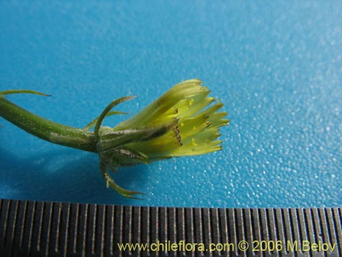 Asteraceae sp. #1104的照片