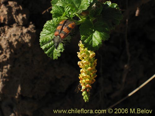 Ribes polyanthesの写真