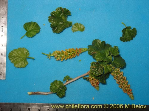 Imágen de Ribes polyanthes (). Haga un clic para aumentar parte de imágen.