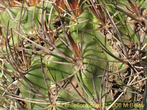Bild von Eriosyce curvispina ssp. curvispina (). Klicken Sie, um den Ausschnitt zu vergrössern.