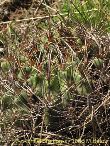 Bild von Eriosyce curvispina ssp. curvispina (). Klicken Sie, um den Ausschnitt zu vergrössern.