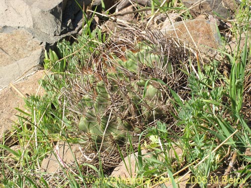 Eriosyce curvispina ssp. curvispina의 사진