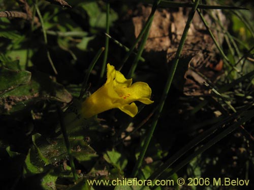 Bild von Mimulus glabratus (Berro amarillo / Mímulo de flores chicas). Klicken Sie, um den Ausschnitt zu vergrössern.