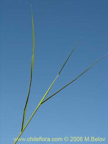 Imágen de Poaceae sp. #1870 (). Haga un clic para aumentar parte de imágen.