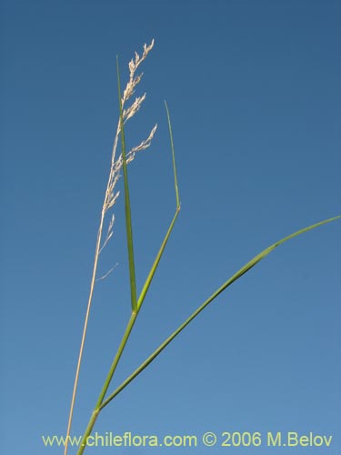 Imágen de Poaceae sp. #1870 (). Haga un clic para aumentar parte de imágen.