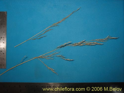 Image of Poaceae sp. #1870 (). Click to enlarge parts of image.