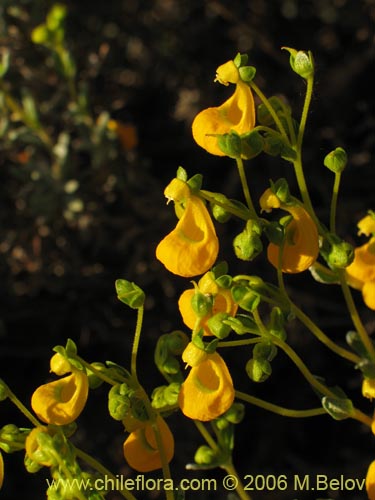 Image of Calceolaria segethii (). Click to enlarge parts of image.