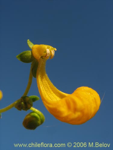 Calceolaria segethii의 사진