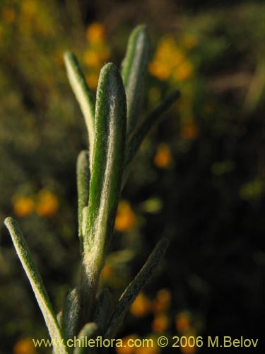 Imágen de Calceolaria segethii (). Haga un clic para aumentar parte de imágen.