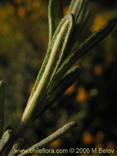 Imágen de Calceolaria segethii (). Haga un clic para aumentar parte de imágen.