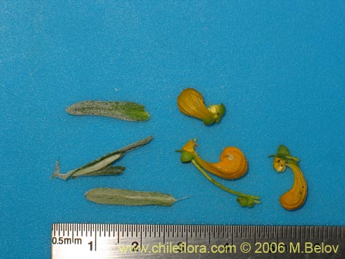 Calceolaria segethii的照片