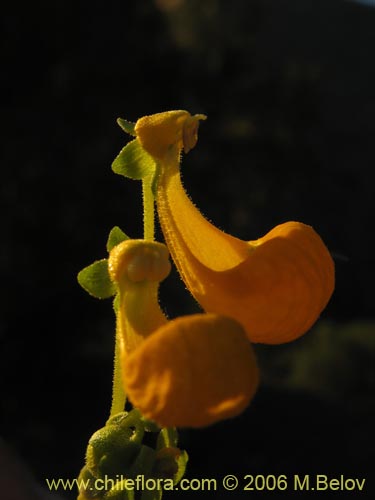Calceolaria segethii의 사진