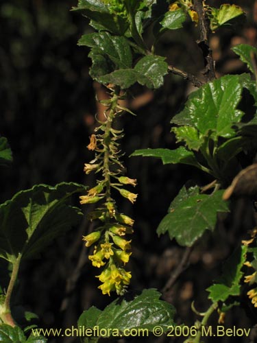 Image of Ribes punctatum (). Click to enlarge parts of image.