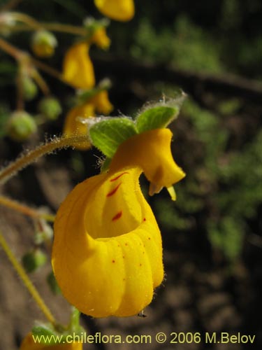 Imágen de Calceolaria corymbosa subsp. santiagina (). Haga un clic para aumentar parte de imágen.