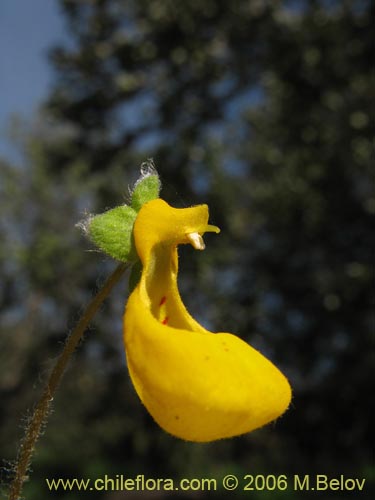 Фотография Calceolaria corymbosa subsp. santiagina (). Щелкните, чтобы увеличить вырез.