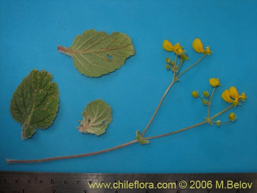 Фотография Calceolaria corymbosa subsp. santiagina (). Щелкните, чтобы увеличить вырез.