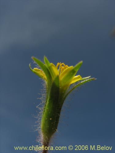 Imágen de Asteraceae sp. #1906 (). Haga un clic para aumentar parte de imágen.