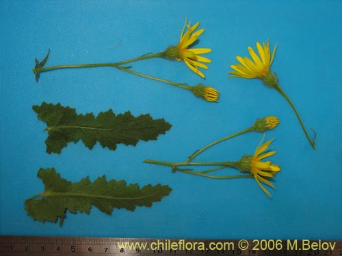Imágen de Asteraceae sp. #1907 (). Haga un clic para aumentar parte de imágen.