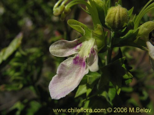 Imágen de Teucrium bicolor (Oreganillo). Haga un clic para aumentar parte de imágen.
