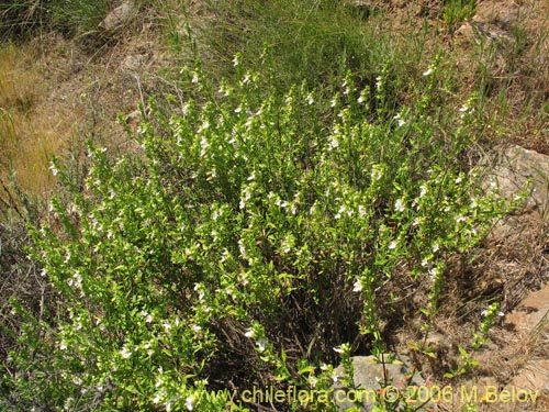 Image of Teucrium bicolor (Oreganillo). Click to enlarge parts of image.