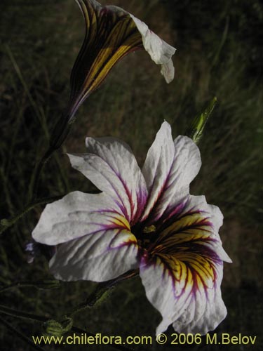 Image of Salpiglossis sinuata (Palito amargo). Click to enlarge parts of image.