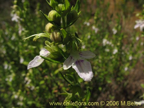 Фотография Teucrium bicolor (Oreganillo). Щелкните, чтобы увеличить вырез.