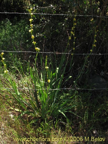 Фотография Sisyrinchium striatum (Huilmo amarillo / Ñuño). Щелкните, чтобы увеличить вырез.