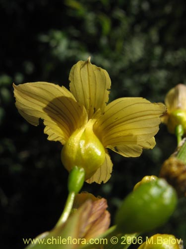Image of Sisyrinchium striatum (Huilmo amarillo / Ñuño). Click to enlarge parts of image.