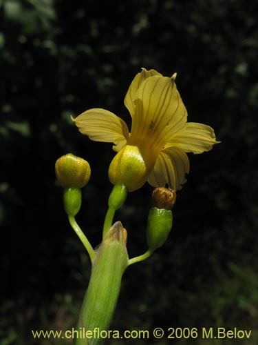 Imágen de Sisyrinchium striatum (Huilmo amarillo / Ñuño). Haga un clic para aumentar parte de imágen.