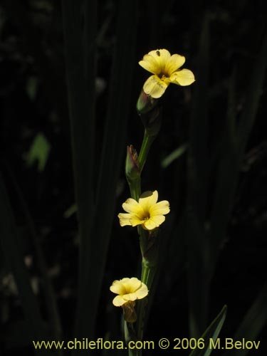 Image of Sisyrinchium striatum (Huilmo amarillo / Ñuño). Click to enlarge parts of image.