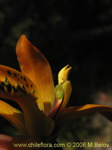 Bild von Chloraea chrysantha (). Klicken Sie, um den Ausschnitt zu vergrössern.