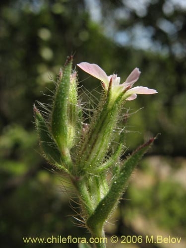 Image of Silene gallica (Calabacillo). Click to enlarge parts of image.