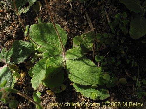 Фотография Calceolaria corymbosa ssp. corymbosa (). Щелкните, чтобы увеличить вырез.