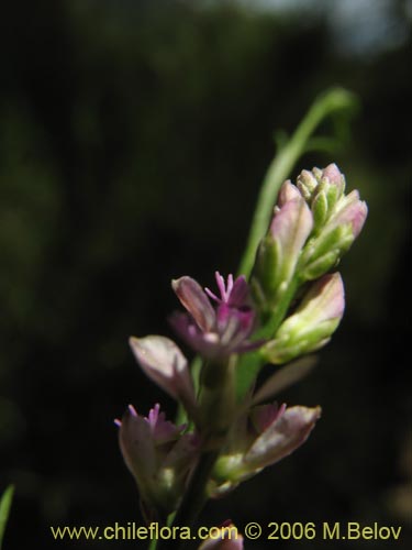 Imágen de Polygalaceae sp. #K8441 (). Haga un clic para aumentar parte de imágen.