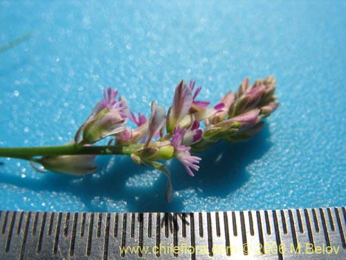 Фотография Polygalaceae sp. #K8441 (). Щелкните, чтобы увеличить вырез.